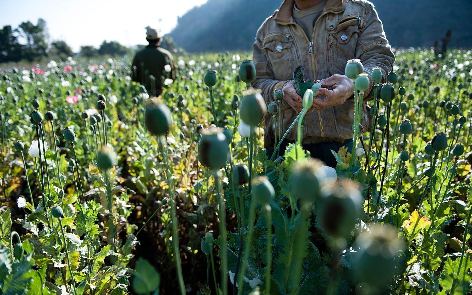 Tin Aung har inga planer på att byta till lagliga grödor, så länge han tjänar mer på att odla opium.