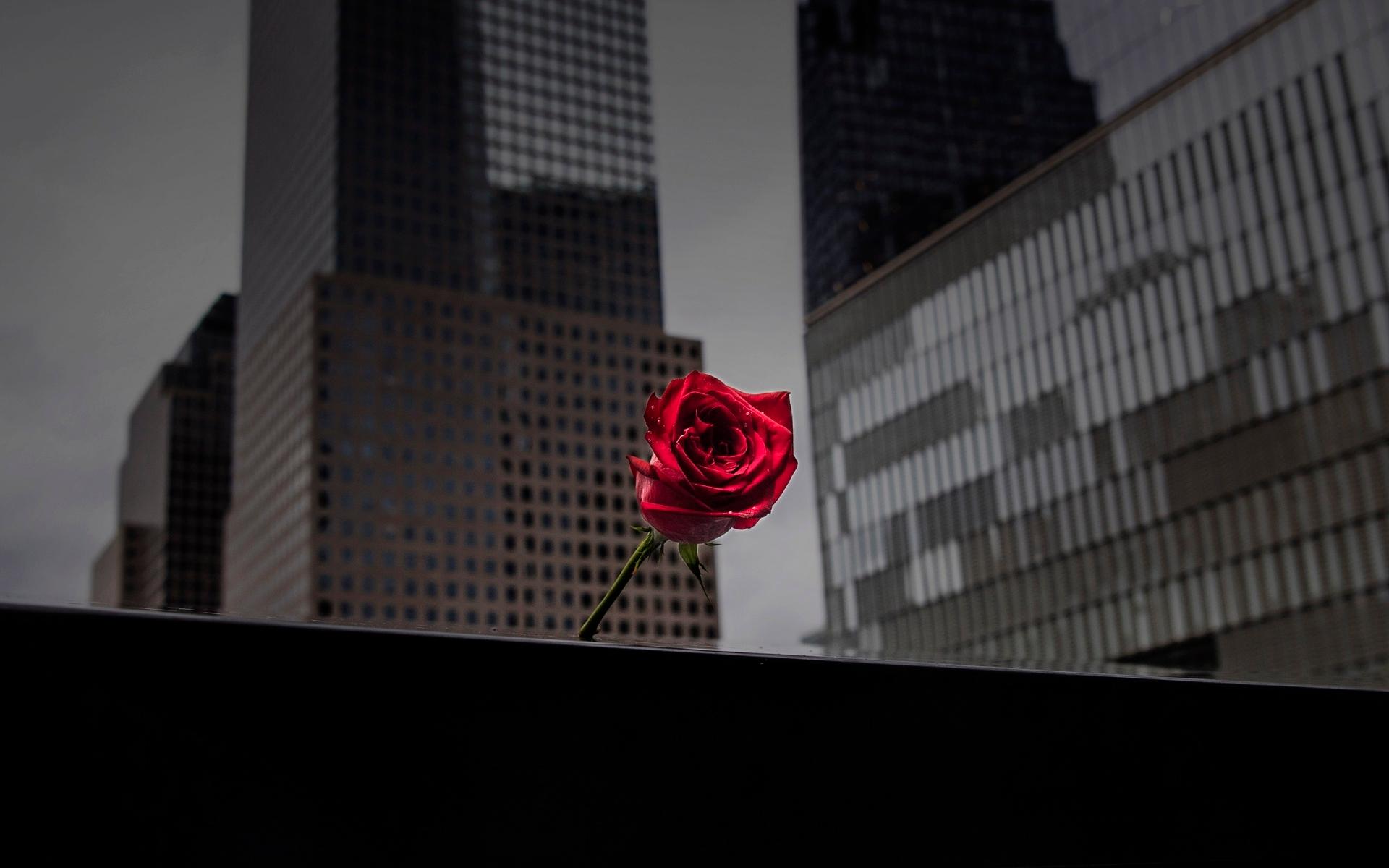En röd ros avtecknar sig mot de kalla höghusen kring Ground Zero.
