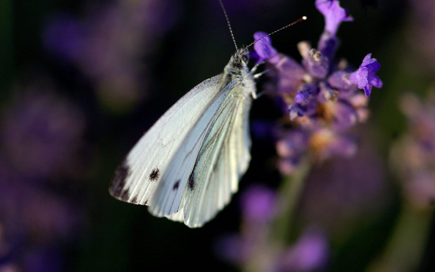 Elin Unnes har haft bekymmer med kålfjärilar i sin trädgård. Foto: Hasse Holmberg/TT