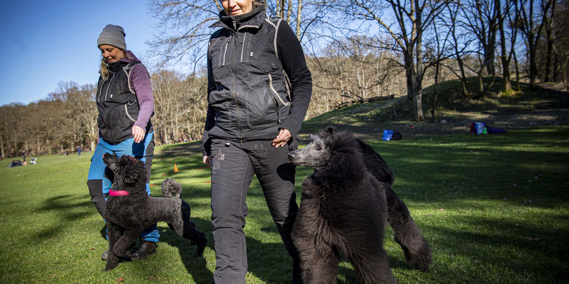 Amanda Dahl och Camilla Ottosson tränar tävlingslydnad med hundarna Enya och Birk i Azaleadalen i Slottsskogen.