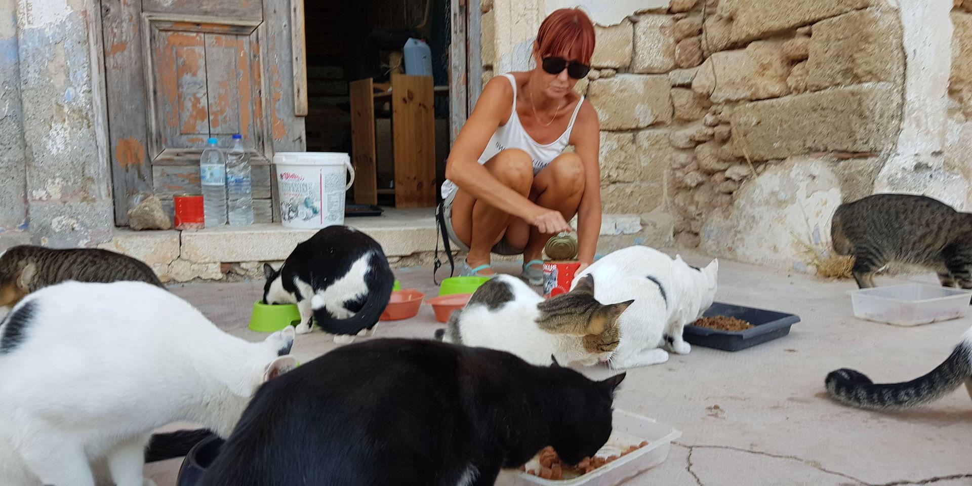 I en fallfärdig byggnad bredvid en liten landsortskyrka mellan Rhodos stad och Kallithea ser Malin till att 25 hemlösa katter varje kväll kan äta sig mätta.