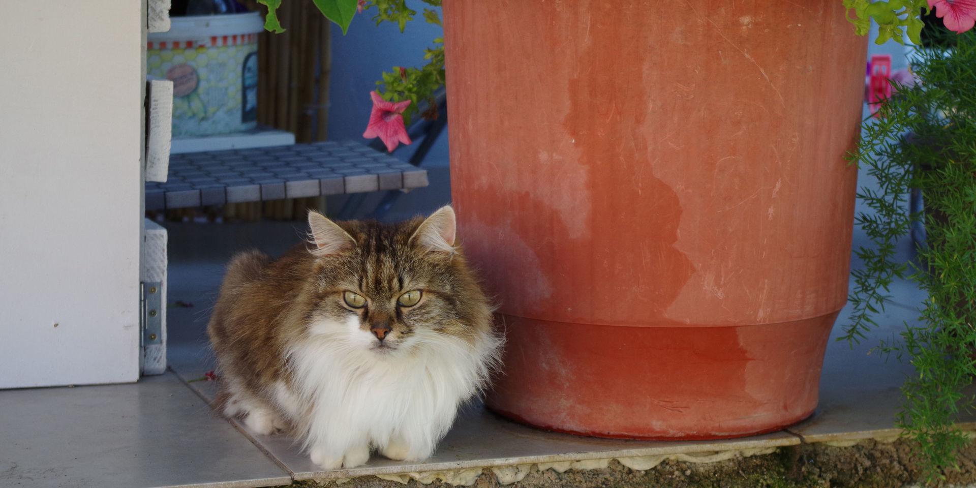 Malins alla katter har snabbt acklimatiserat sig till solen och värmen på Rhodos. De lär sig hitta bästa skuggan.