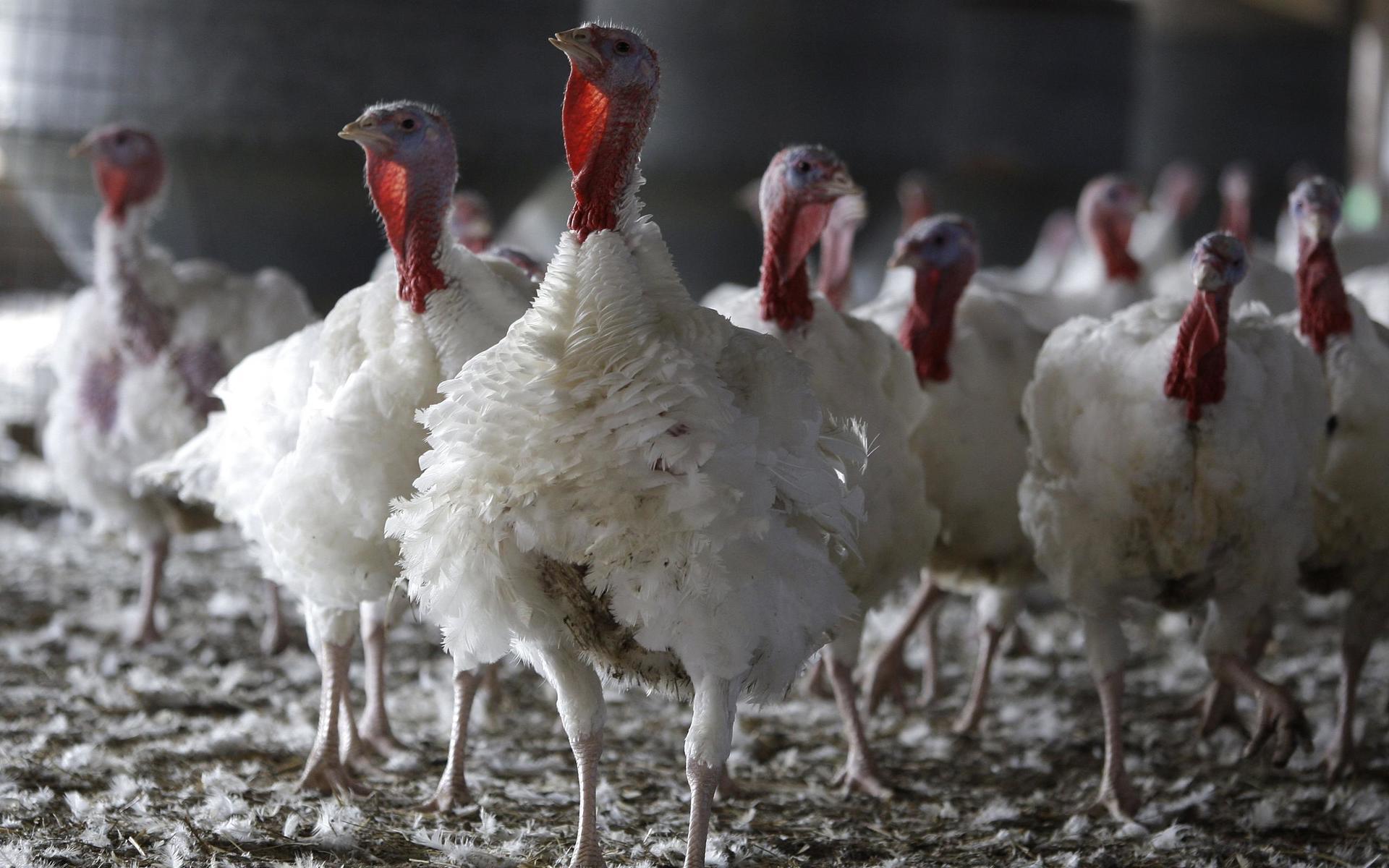 För tredje gången den här säsongen har en kalkonbesättning smittats av fågelinfluensan. Arkivbild.