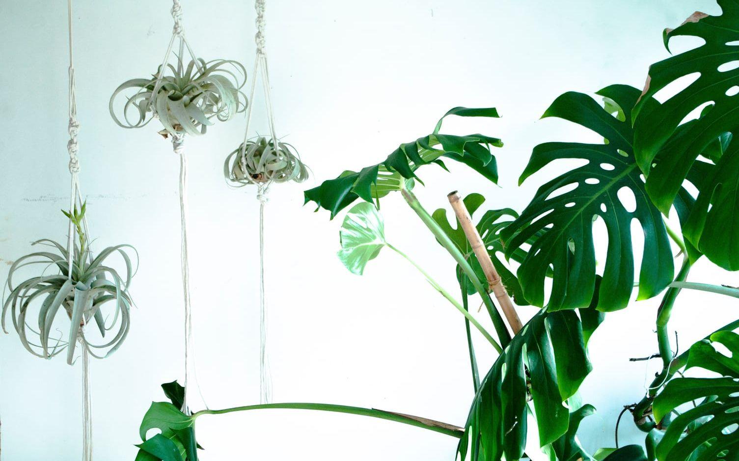 Luftplantorna blir enkelt till snygga inredningsdetaljer om man hänger upp dem. Foto: Pontus Olausson