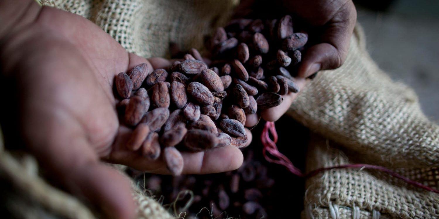 Kakao är inte en oändlig resurs. Arkivbild.