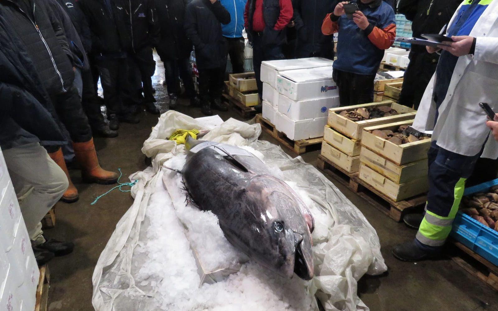 Under en auktion på tisdagen såldes tonfisken för 160 kronor / kilo. Bild: Björn Andersson
