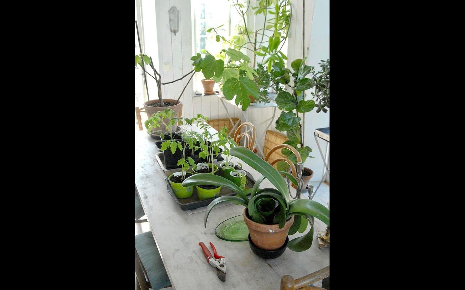 I det som Gunila kallar trädgårdsrummet väntar tomater och andra plantor på att få flytta ut i rabatterna. "Det har varit ovanligt kallt i vår, så allt ligger lite efter", säger hon. Foto: Lisa Wallström/TT