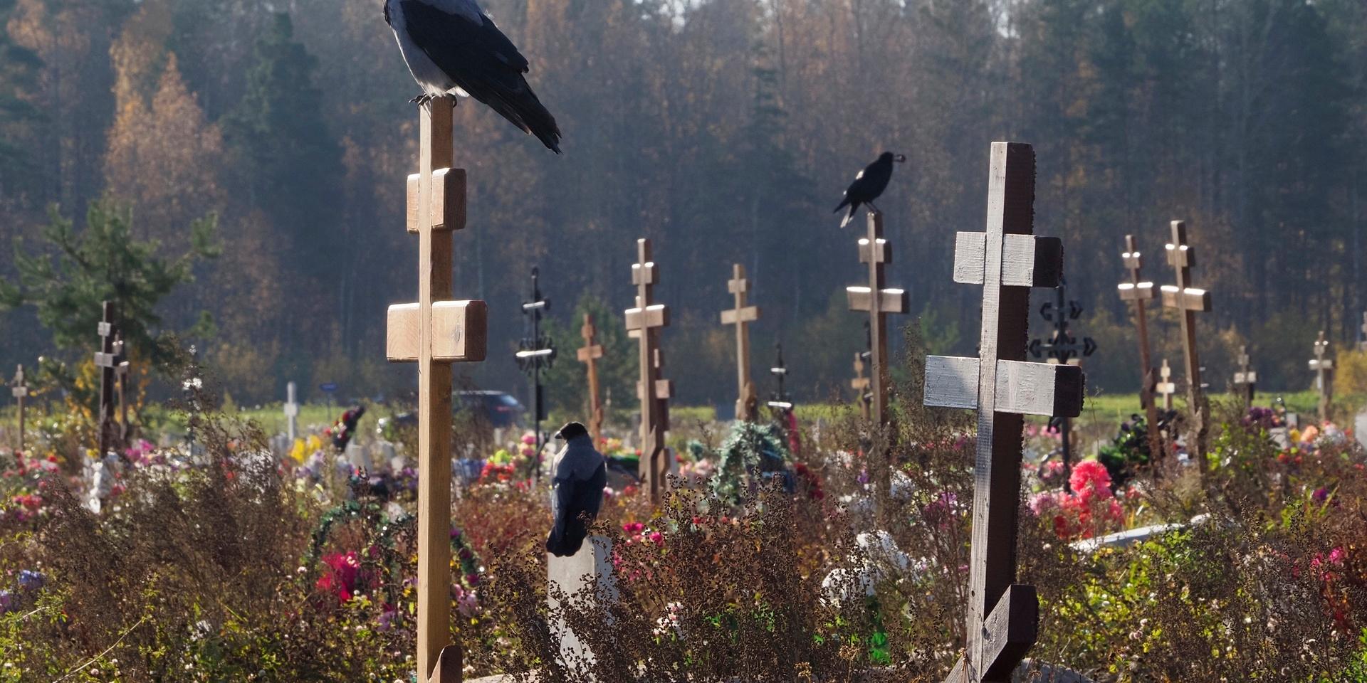En kyrkogård i S:t Petersburg där en sektion avdelats för coviddöda.