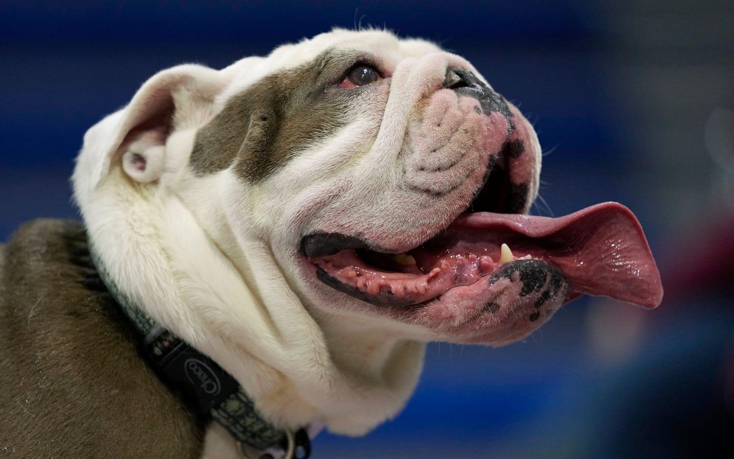 Bulldoggarna i studien kunde gå en rask promenad efter behandlingen, något som tidigare varit svårt för dem. Hunden på bilden har inget med studien att göra. Arkivbild.