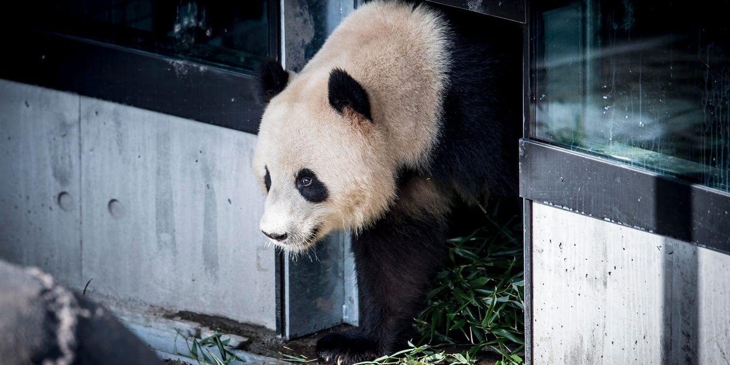 Pandan Xing Er visar upp sig för drottningen och andra dignitärer när den nya pandaanläggningen i Köpenhamn invigs.