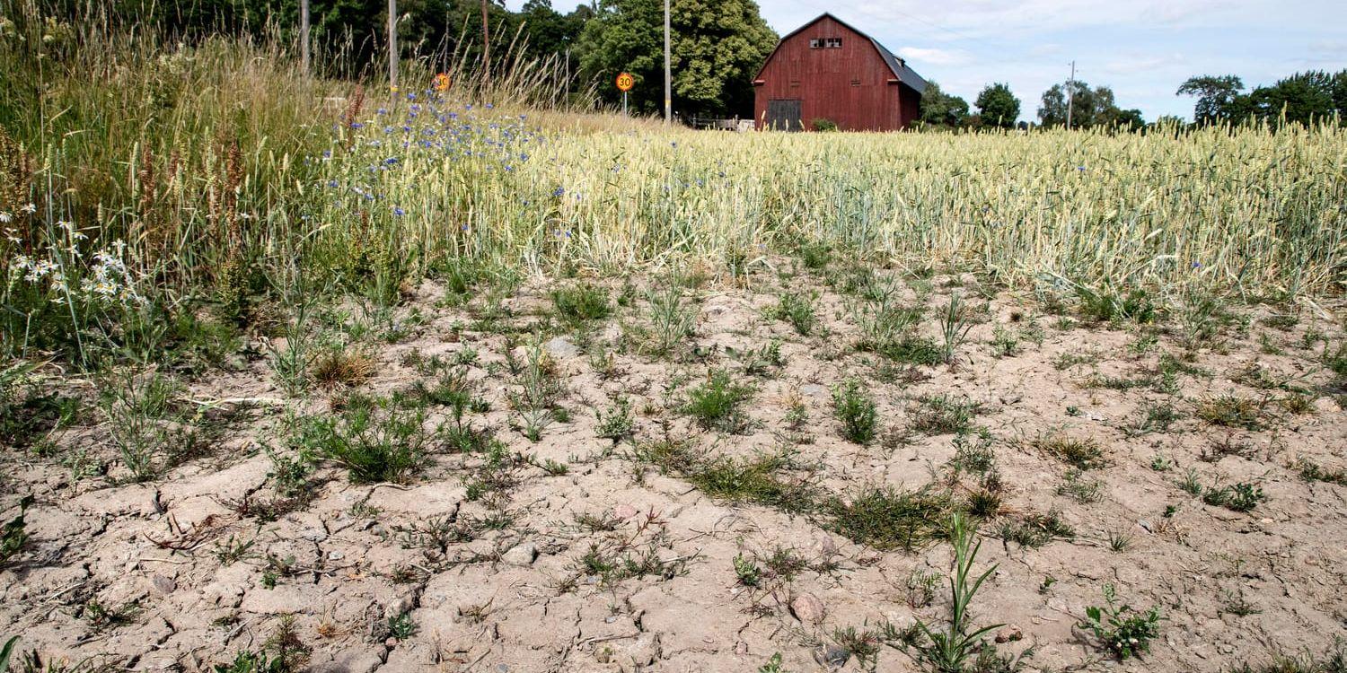 En torr veteåker i Täby. Efter den långvariga torkan ser årets skördar ut att bli 30 procent mindre.