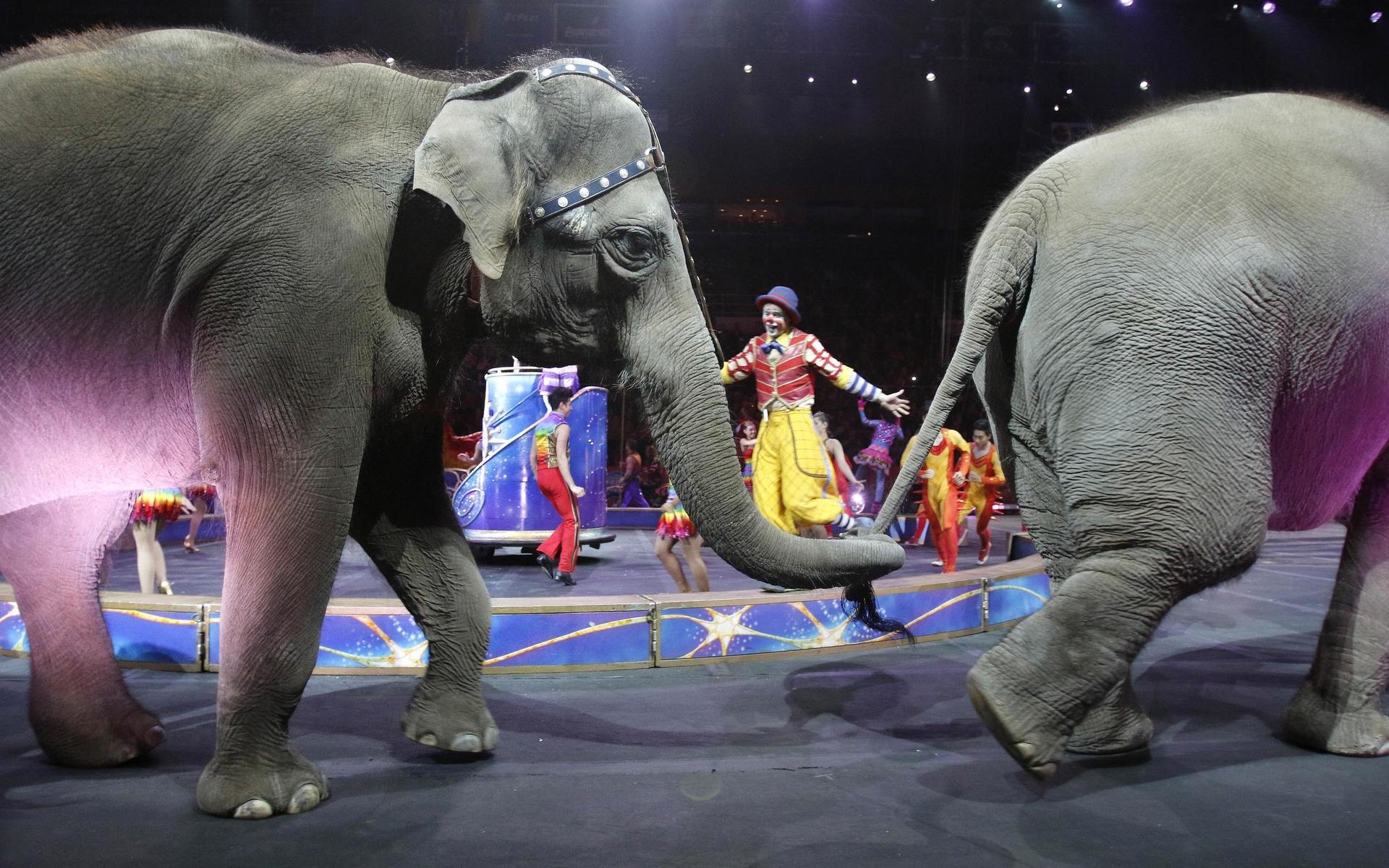 Asiatiska elefanter under cirkusuppvisning. Elefanterna på bilden har inget med historien från 1983 att göra. 