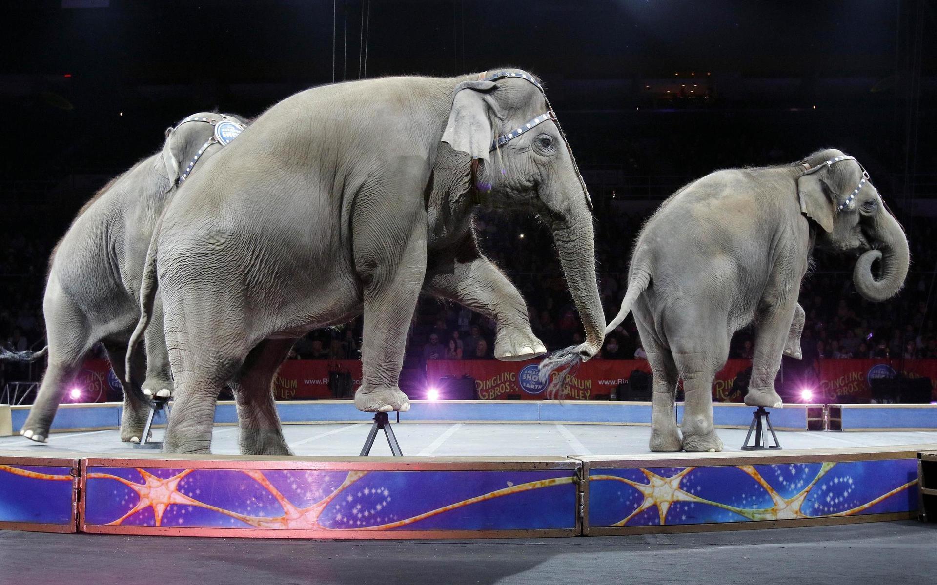 Asiatiska elefanter under cirkusuppvisning. Elefanterna på bilden har inget med dödsskjutningen från 1983 att göra. 