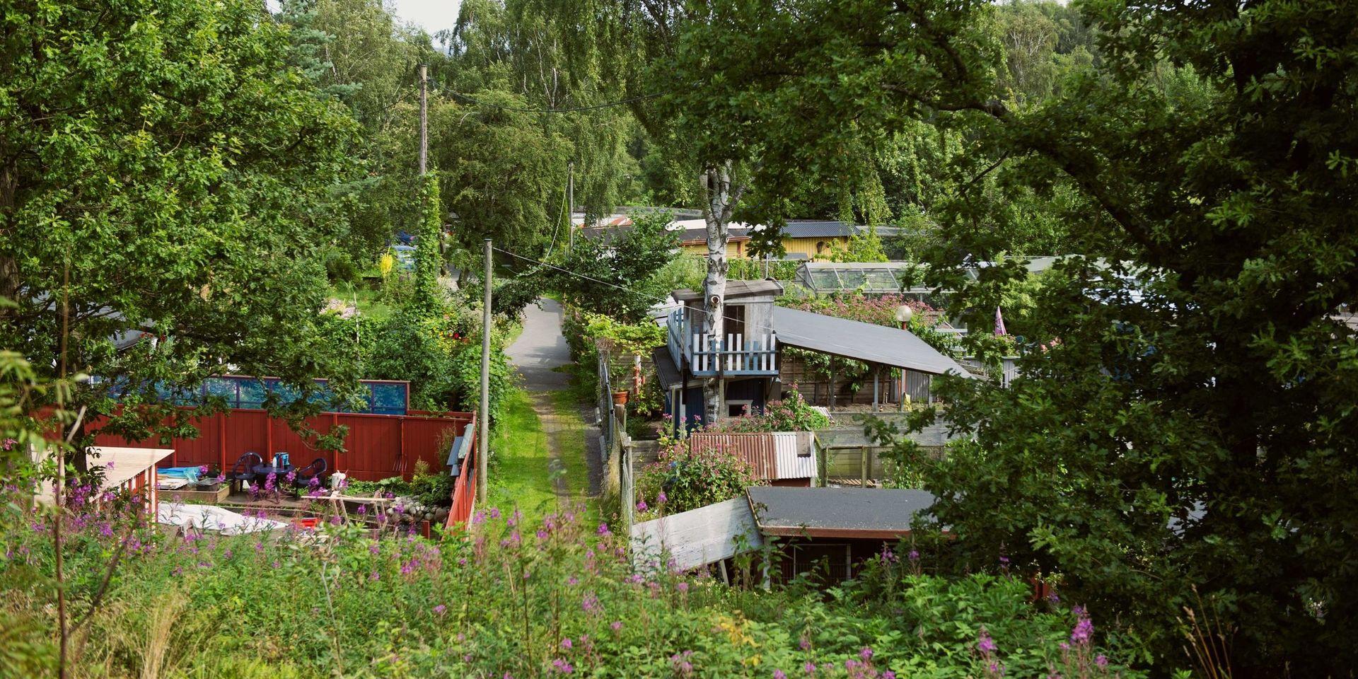 Sjöbergens koloniområde är en grön oas mitt i stan