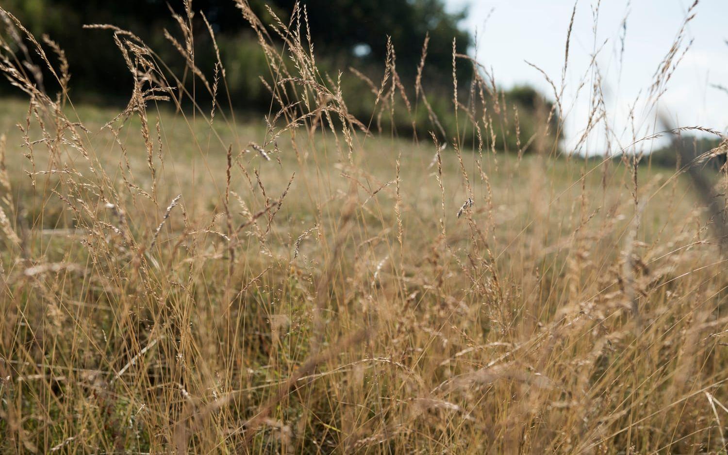 Torrt gräs i kombination med sol och vind ökar brandrisken. Arkivbild. 