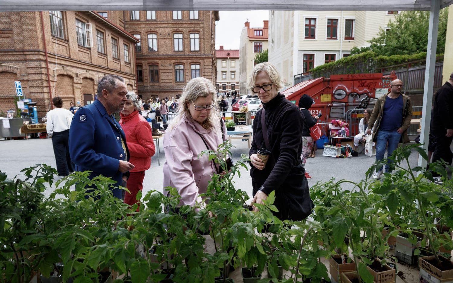 Annika Hazard köper tomater till sig själv i morsdagspresent från Lena Dannefjord som har 151 olika tomatsorter hemma och över 50 sorter med till försäljning.