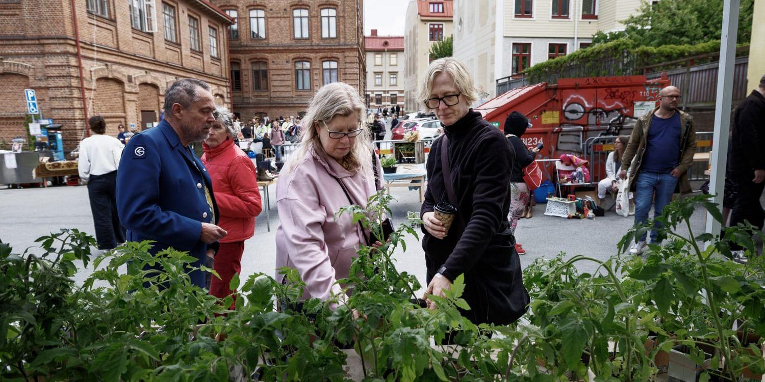 Annika Hazard köper tomater till sig själv i morsdagspresent från ”Tomatälvan” Lena Dannefjord som har 151 olika tomatsorter hemma och över 50 sorter med till försäljning.