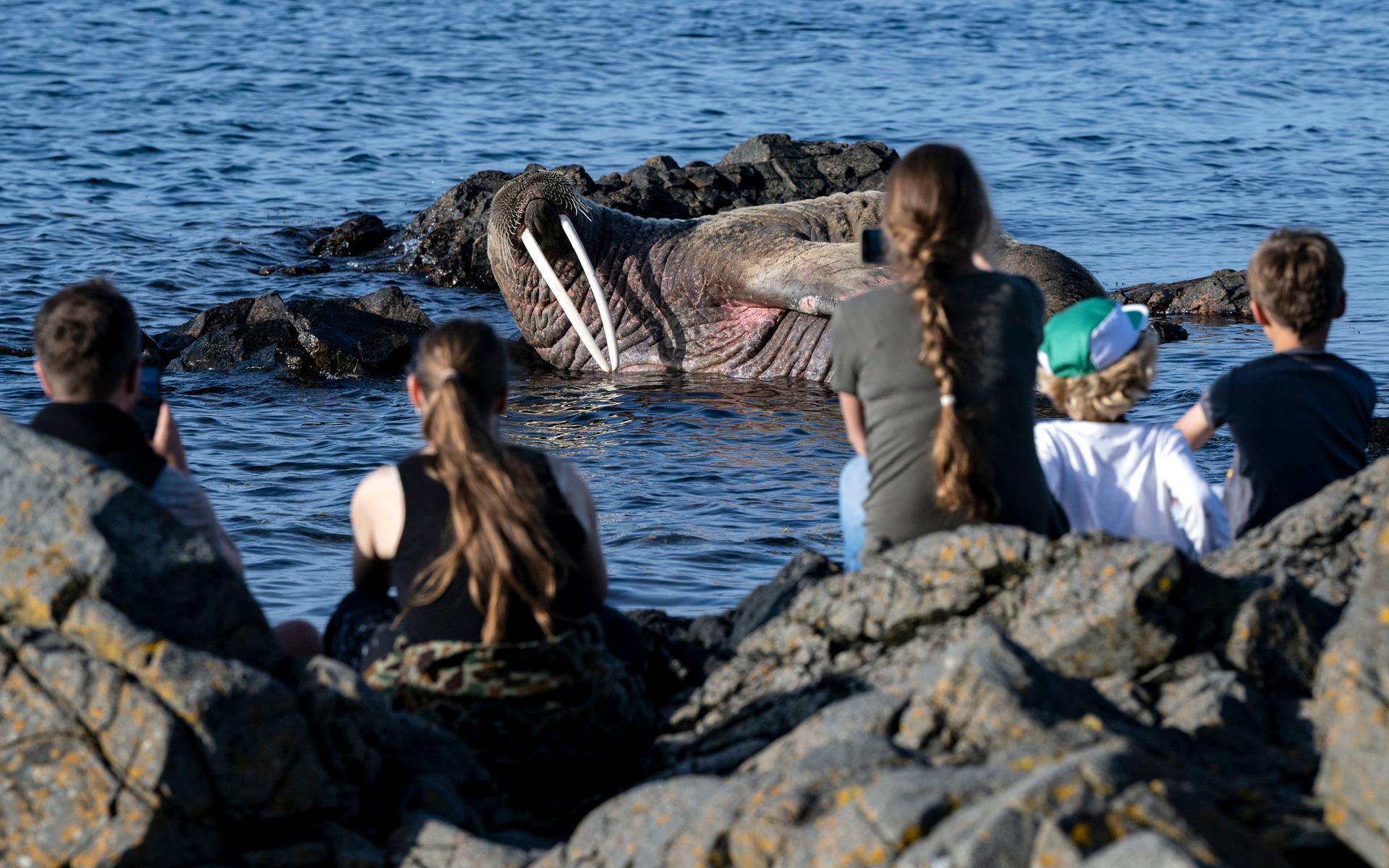 En valross i skånska Arild lockar publik i solnedgången på lördagskvällen.