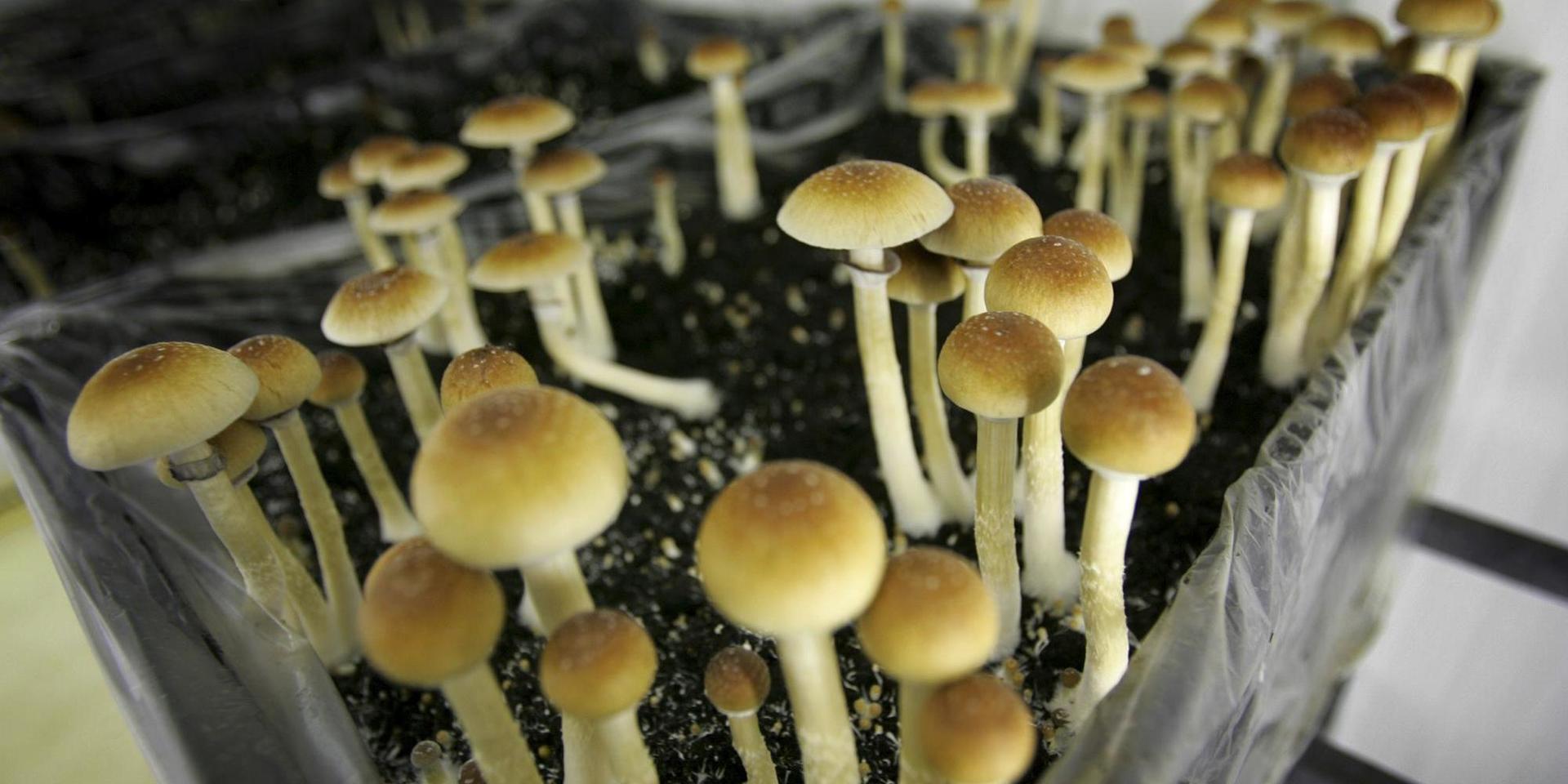 Psykedeliska svampar kan bli lagligt för medicinskt bruk i Oregon i USA. Arkivbild.