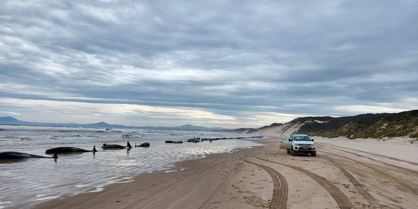 Omkring 200 grindvalar har dött på en strand i Tasmanien, Australien. Bild från onsdagen.