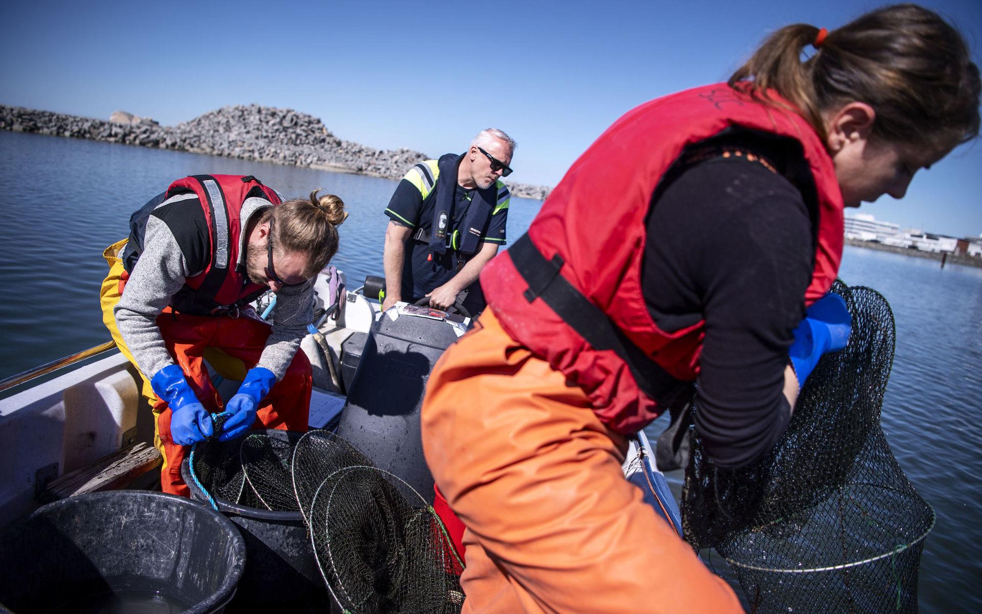 Michael Ossiansson styr båten medan marinbiologerna Jimmy Ahlsén och Kerstin Fransson drar upp ryssjorna där ålen fångas in.