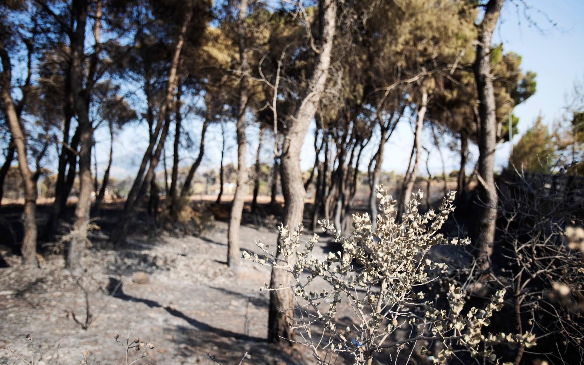 Delar av norra Aten har drabbats hårt av bränderna.