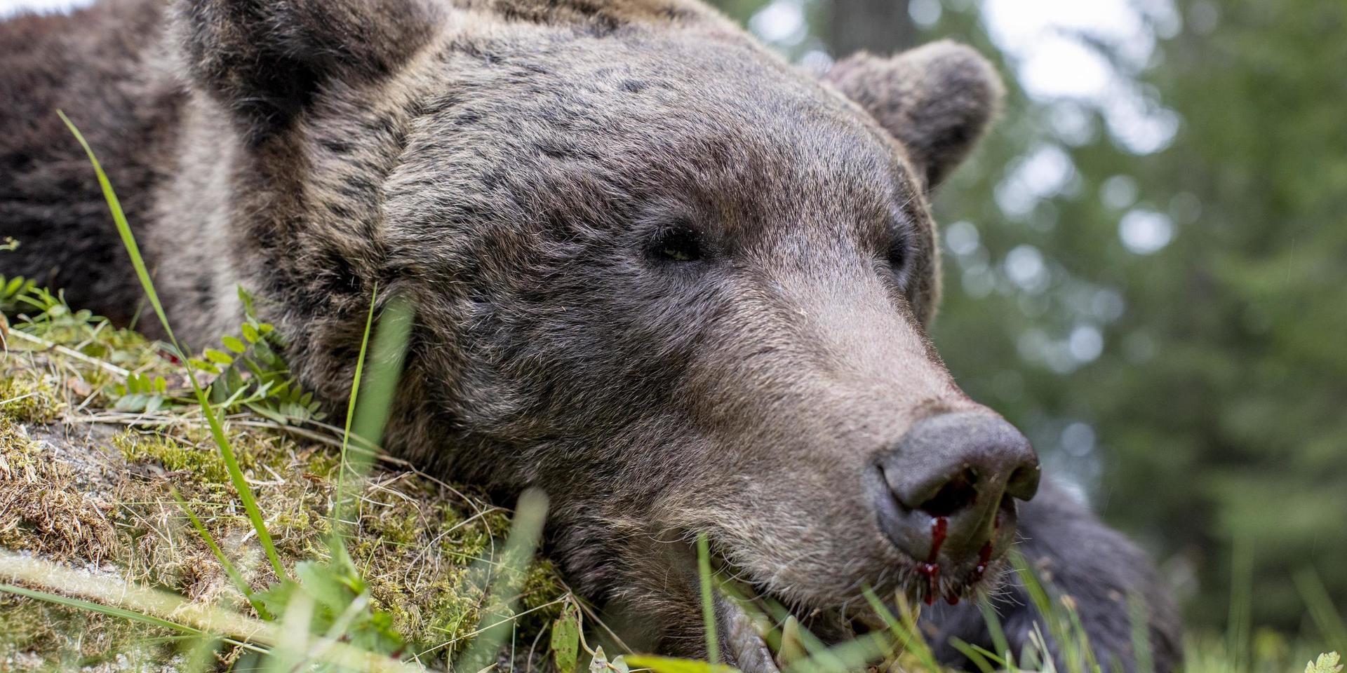 Allmänheten varnas för att röra sig i området där den skadskjutna björnen tros befinna sig. Arkivbild.