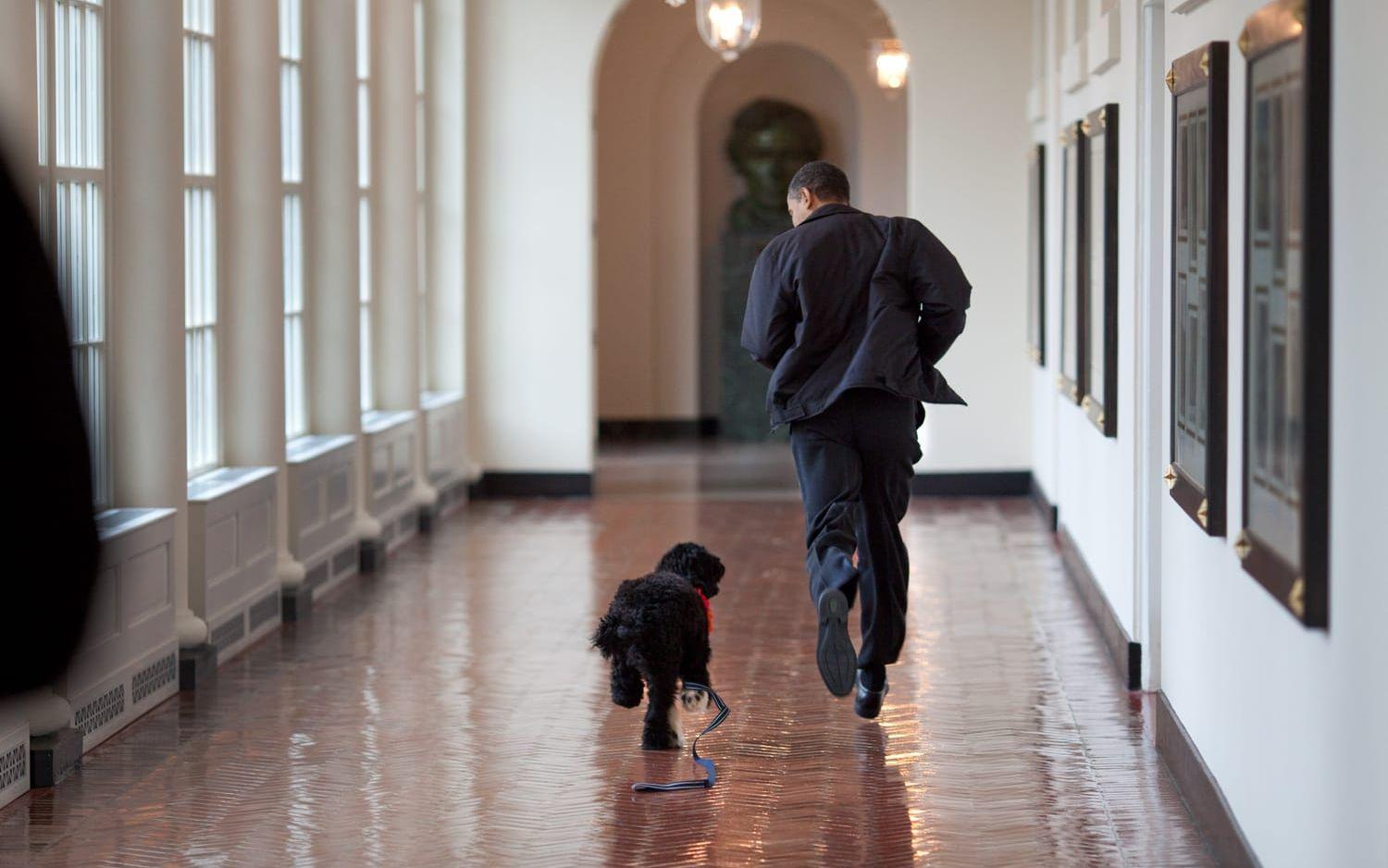 15 mars, 2009: Presidenten springer tillsammans med familjens hund Bo som dock fick vänta till april innan han fick flytta in definitivt. Foto: Pete Souza / Vita Huset