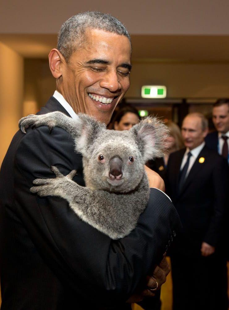 15 november, 2014: Obama håller en koala under ett G20-möte i Australien. Foto: Pete Souza / Vita Huset