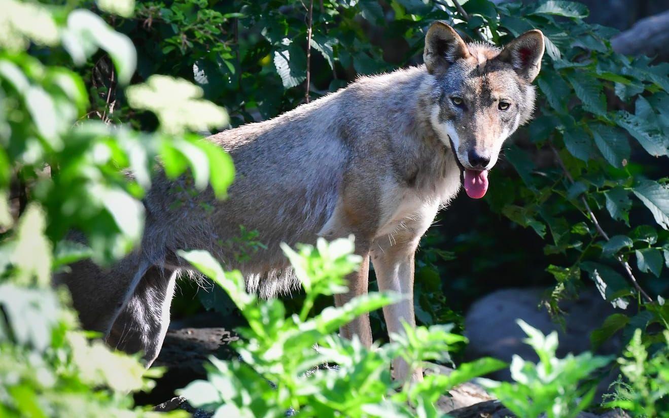 En varg som inte misstänks för angreppen i Danmark. Arkivbild från Skansen i Stockholm.
