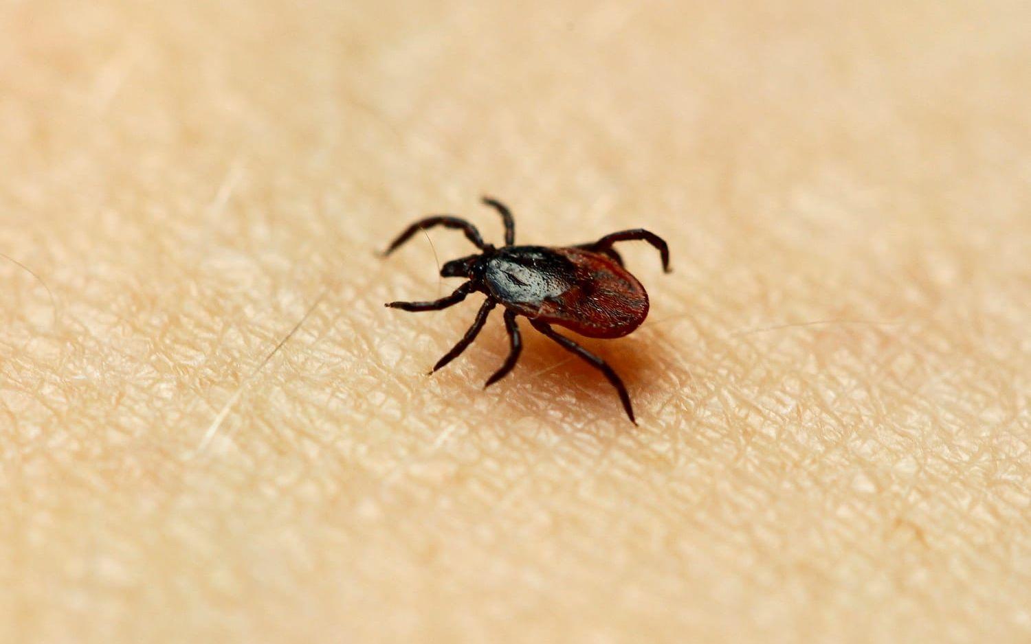 På tisdagen presenterar Folkhälsomyndigheten nya rekommendationer gällande vaccin mot TBE. Arkivbild. 