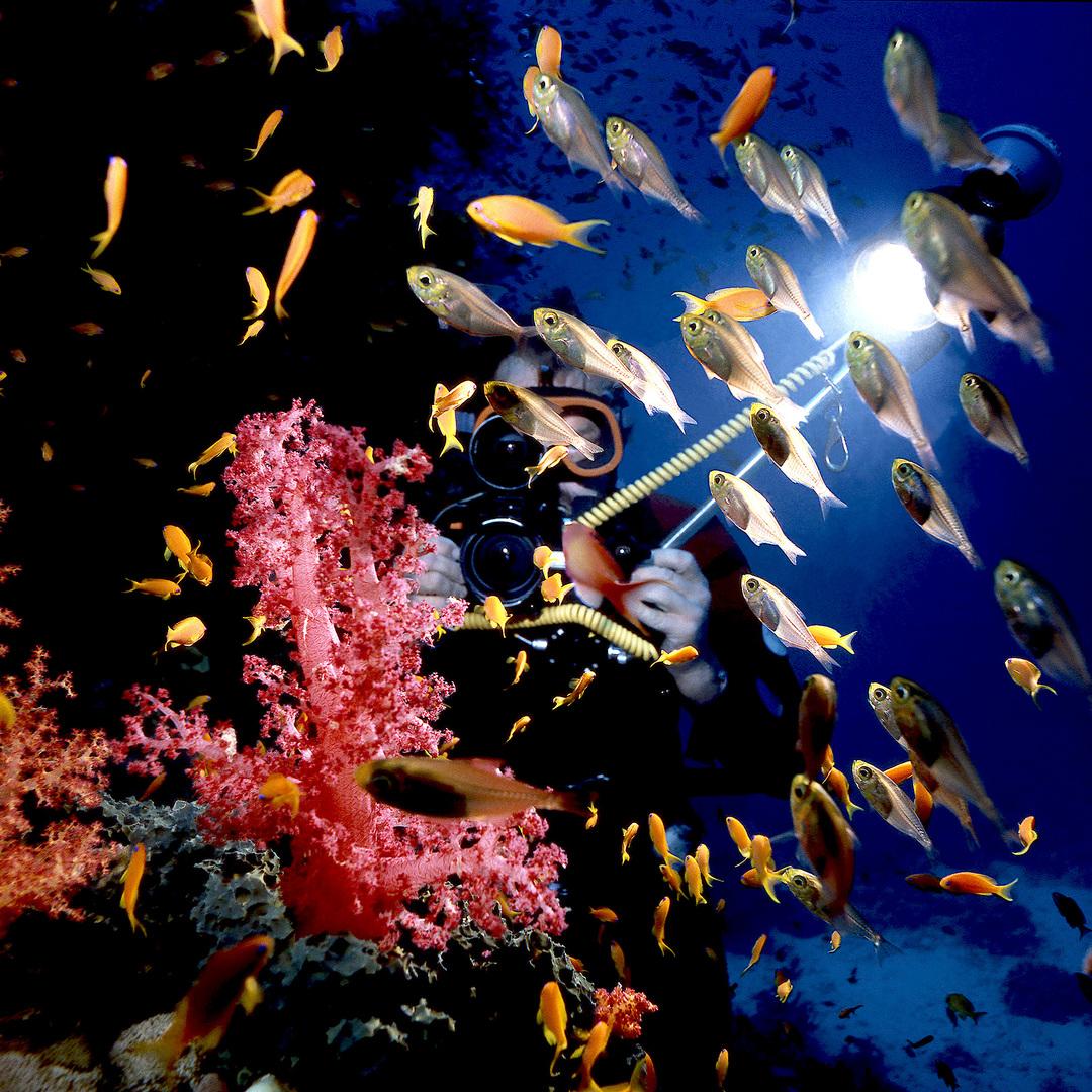 Färgprakt i ett indonesiskt korallrev.