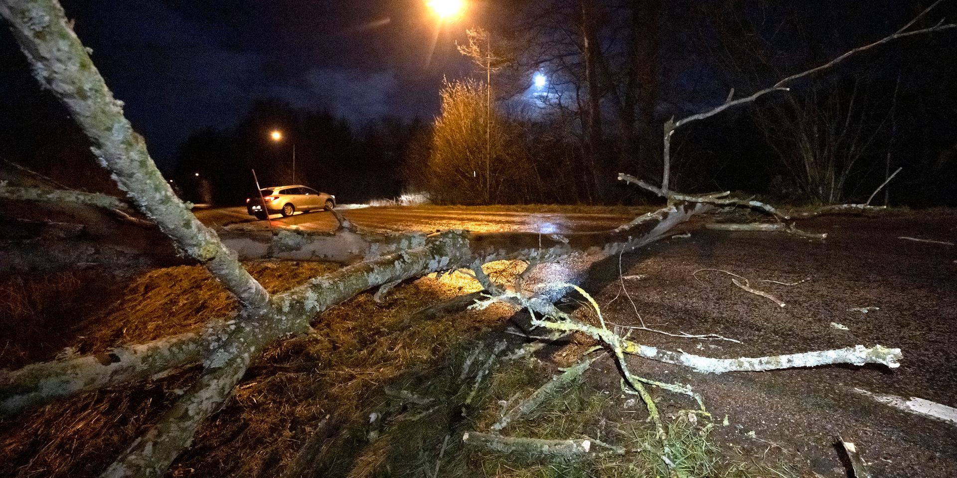 SMHI utfärdade flera varningar för lokala stormbyar i delar av landet under kvällen och natten. På bilden ett stormfällt träd som blockerade en väg i Skåne för några dagar sedan. Arkivbild.