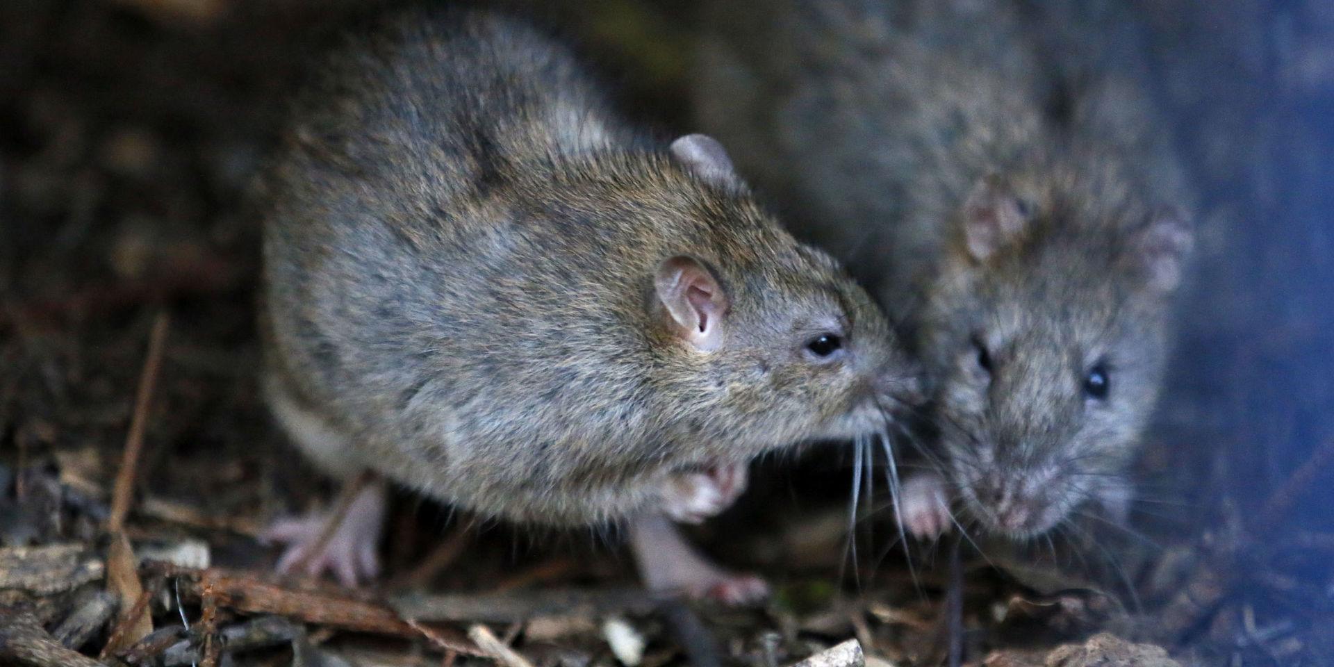 Råttorna bajsar i grannarnas källare och uterum och har också tagit sig in i deras förråd. Arkivbild.