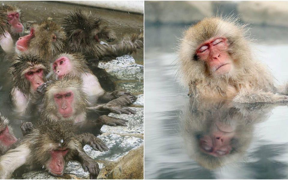 I Japan har den japanska makaken, eller snöapan, som primaten också kallas, lärt sig hantera kyla genom att gå på "spa".