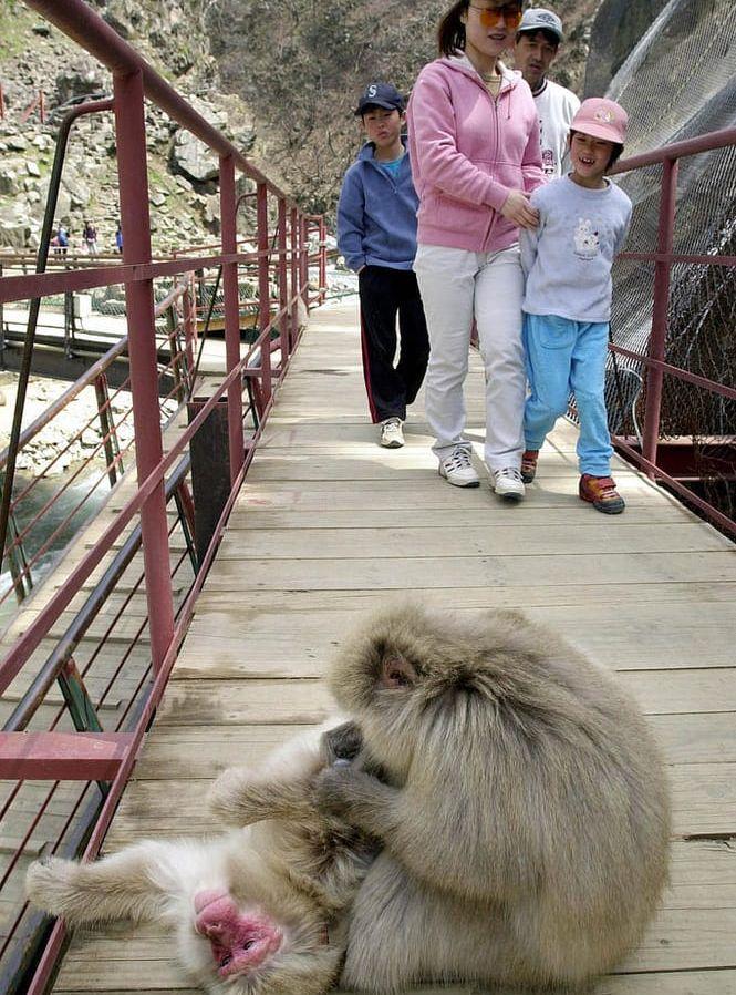 Jigokudani Valley är ett populärt turistmål, mycket tack vare aporna och deras "spa-besök".