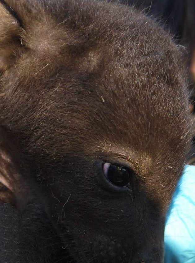 Nyfödda hyenan Kelso. Bild: Borås Djurpark
