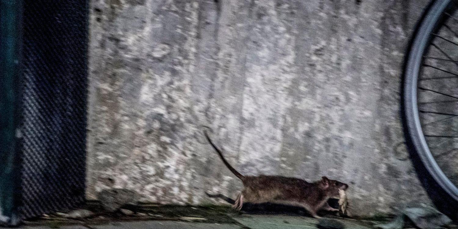 Ständigt kommer larm om att råttorna breder ut sig i Sverige och de blir en allt vanligare syn i stadsmiljön. Arkivbild.
