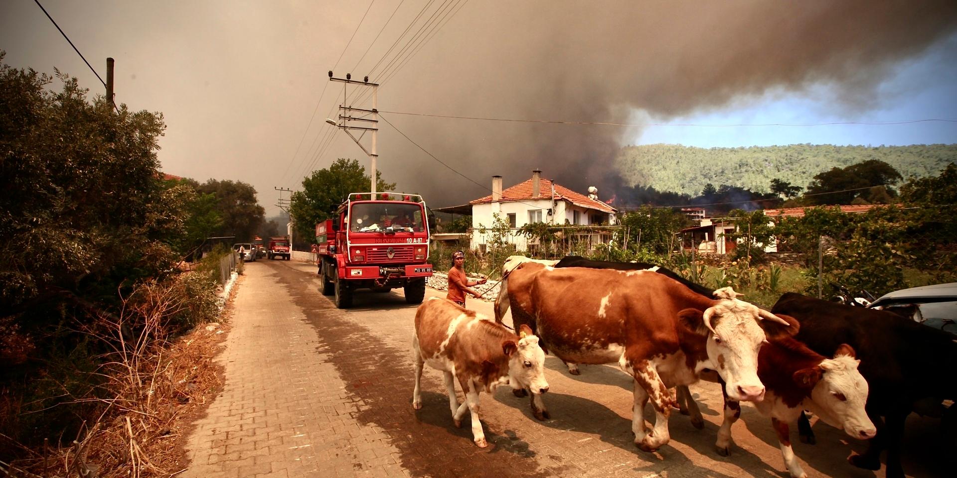 För sjätte dagen rasar skogsbränder i Turkiet. På bilden vallas kor mot säkerhet när lågorna närmar sig Bodrum.