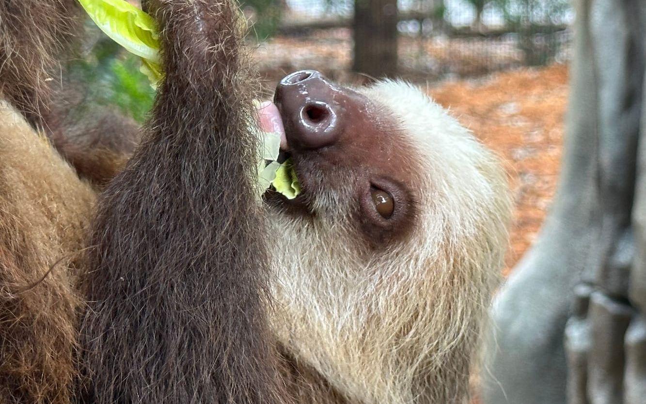 Mer än 30 sengångare har dött strax före det att en ny samling skulle visas upp på Sloth World i Orlando, Florida. Sengångaren på bilden är från ett annat sammanhang. Arkivbild.