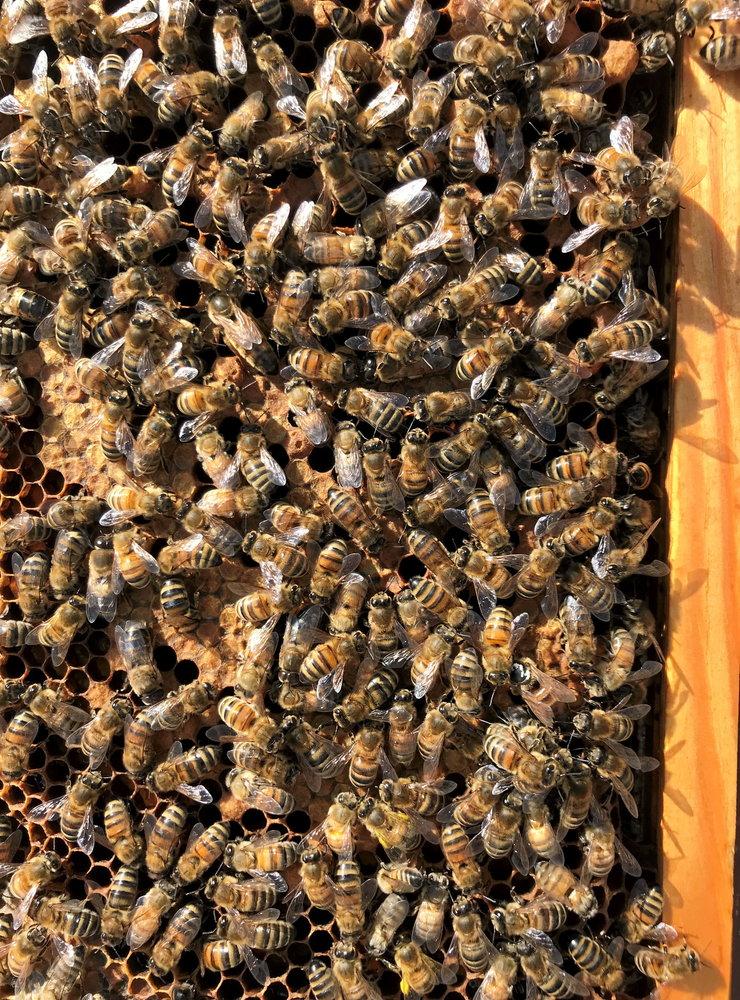 Från skogsbigården hos Andrea Wallroth hämtar bina mat på tistel, rallarros och björnbär, det ger en honung med mörkare färg.