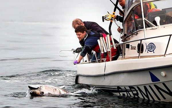 Iñigo Onandia slliter med tonfisken Bild: Anders Ylander