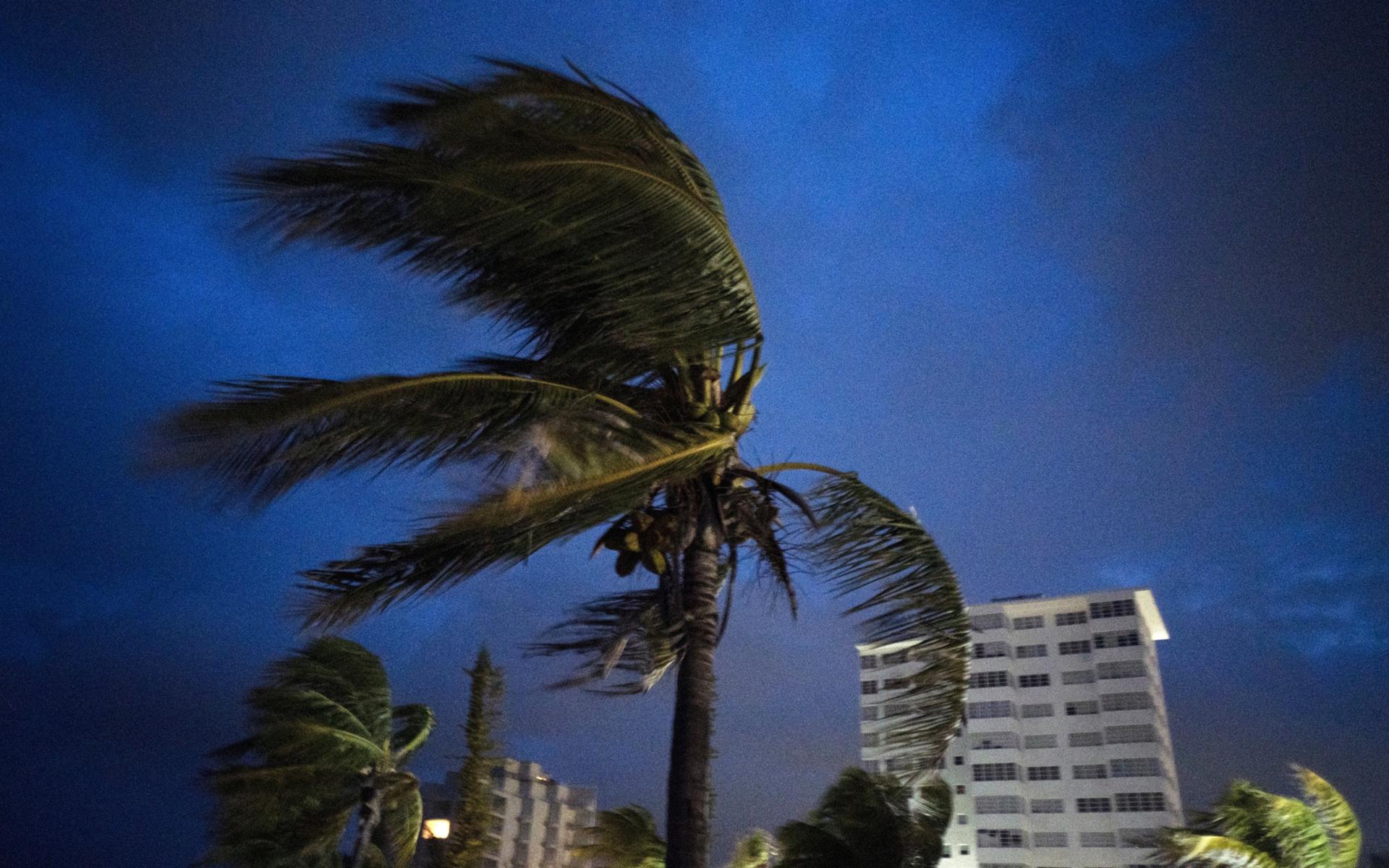 Starka vinadar ruskar palmerna när orkanen Dorian är på väg att dra in över Freeport, Grand Bahama.
