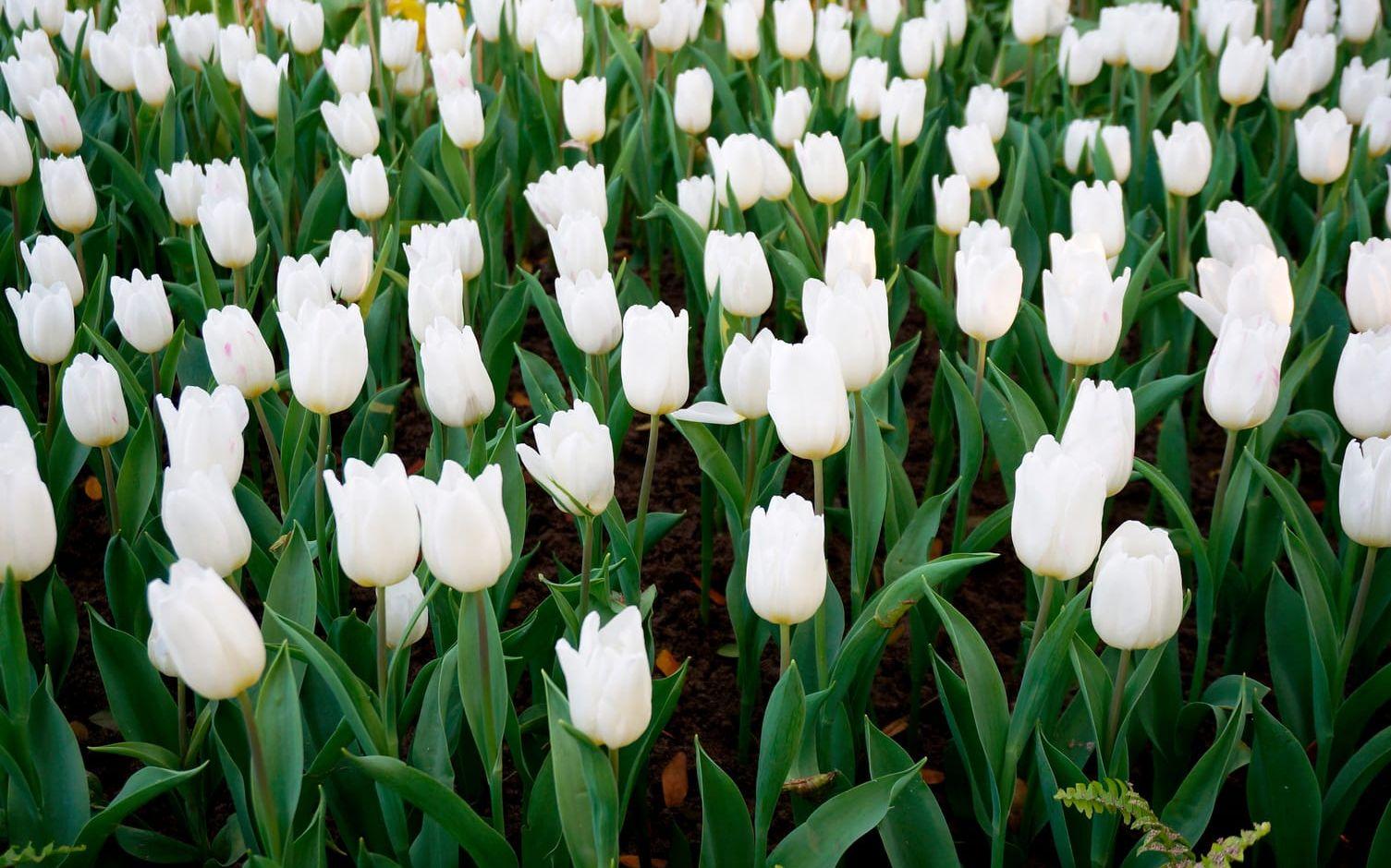 Krispigt vita tulpaner är vackra i alla rabatter - särskilt väl tillsammans med den skira vårgrönskan. Foto: Aria Pearlilla/Shutterstock.com