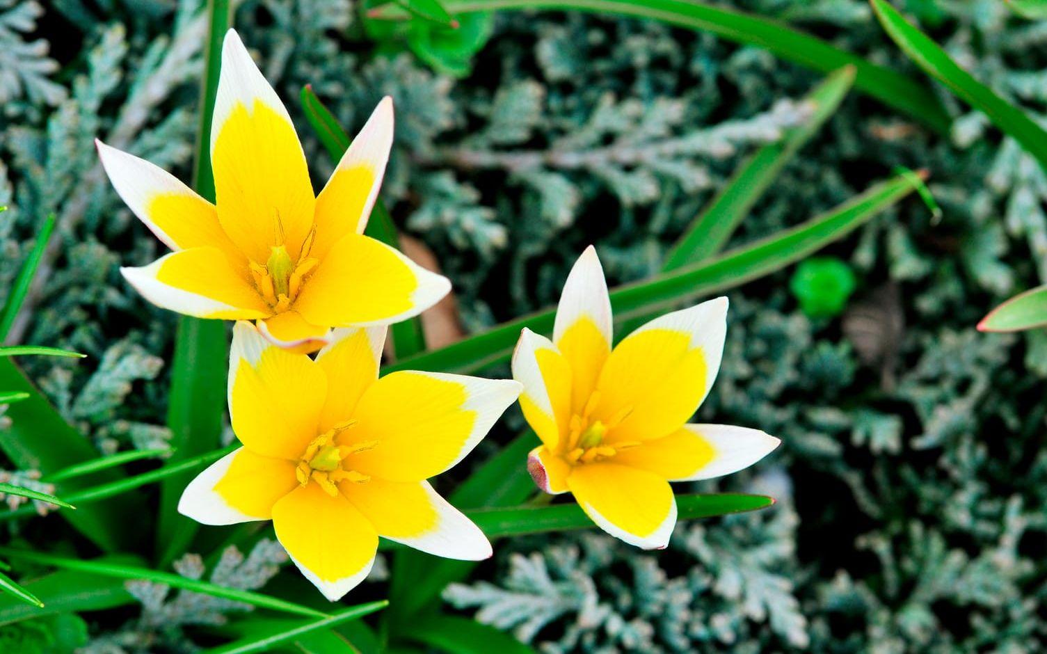 Flocktulpanen 'Tulipa tarda', lyser som små solar i trädgården. Foto: Shutterstock.com