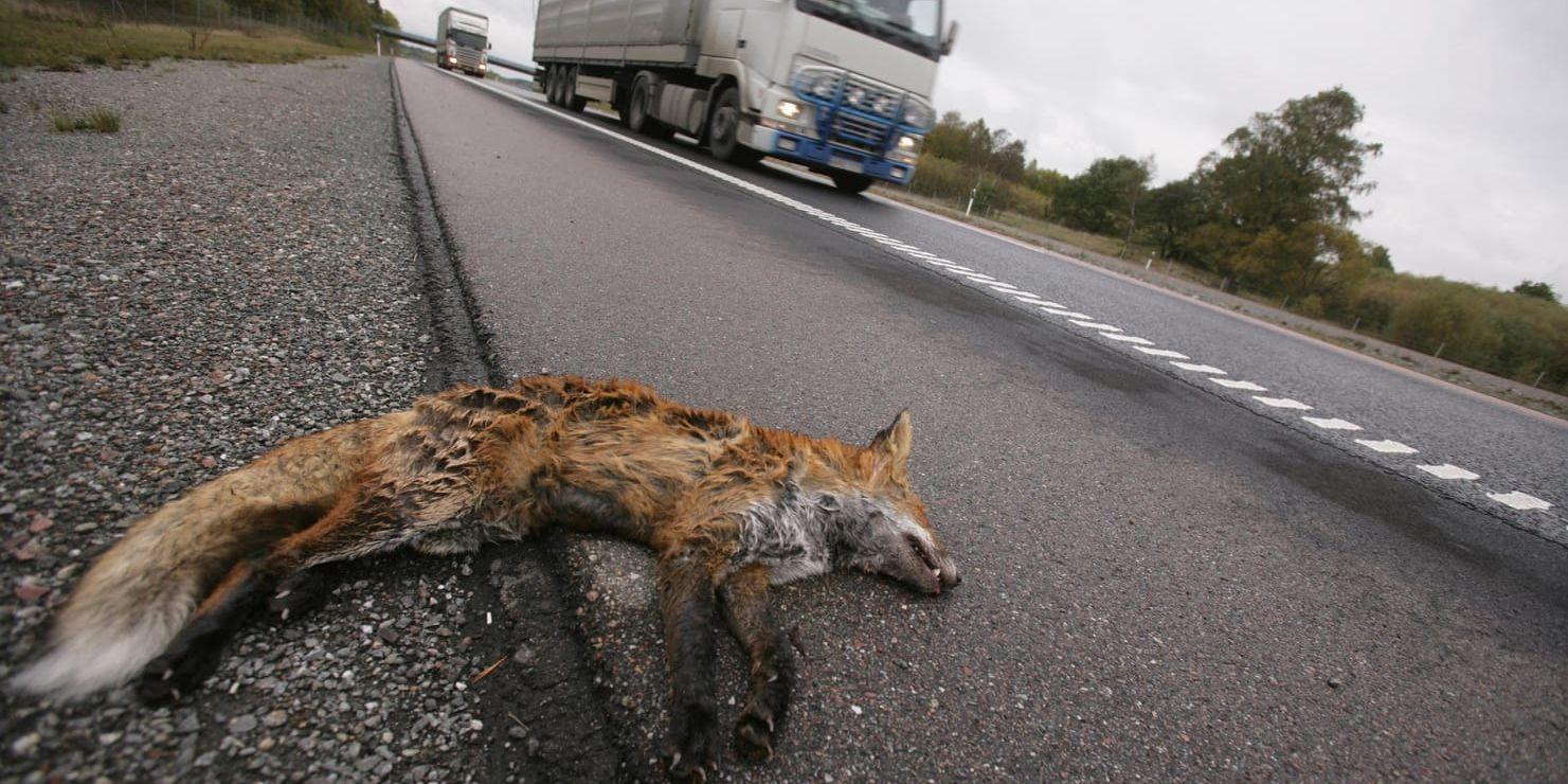 Viltolycka. En påkörd räv ligger vid vägkanten till en motorväg. Arkivbild.