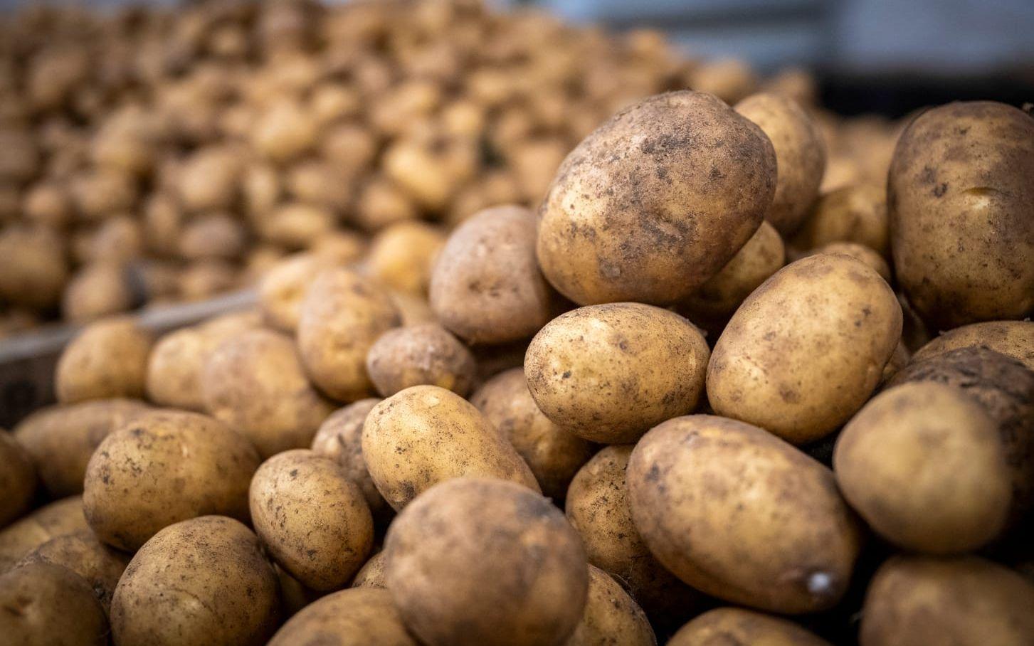 Färskpotatis. Arkivbild