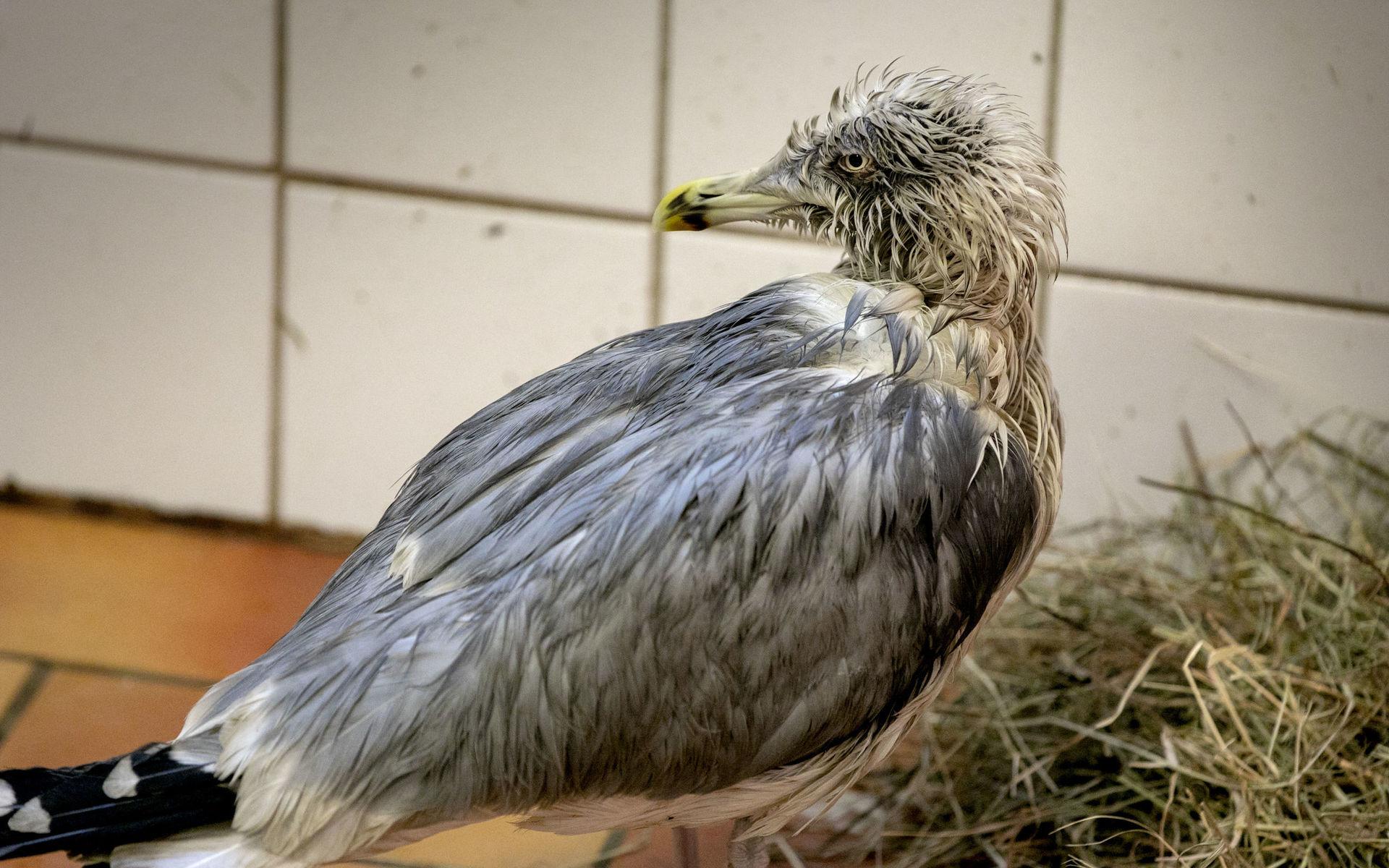 En krockskadad och oljig gråtrut får vård på Fågelcentralen.