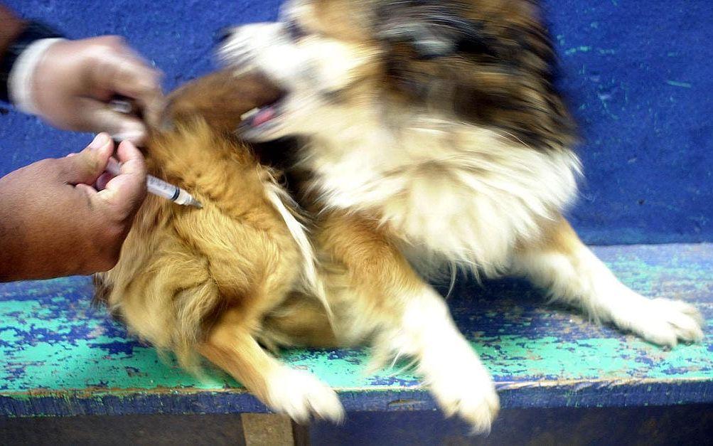 4. Hunden. Människans bästa vän - tills de drabbas av rabies. Då dödar de 35 000 personer om året. Bild: TT