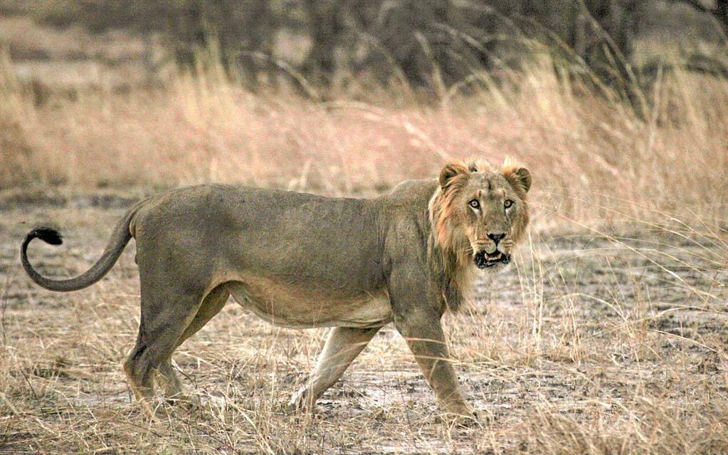 13. Lejonet. Djungelns konung. Bara i Tanzania dör 22 personer i lejonattacker varje år. Bild: TT